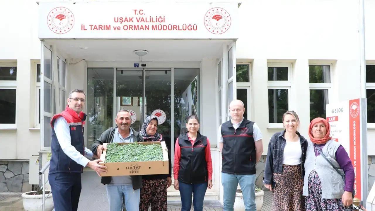 Uşak Domates Fidesi Destek1