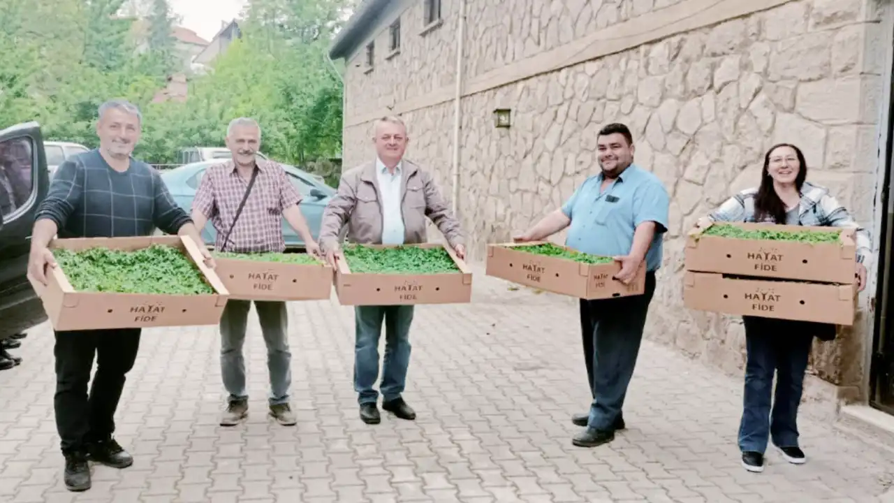 Uşak Domates Fidesi Destek2