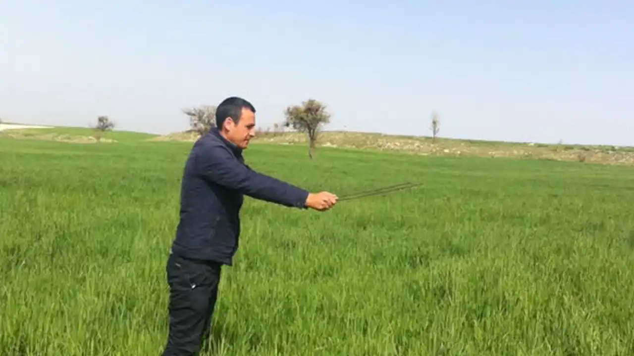 Uşak Tarım Süne Böceği3