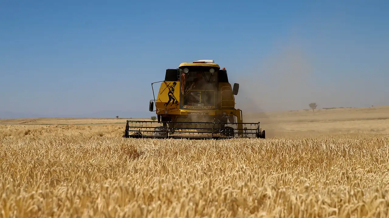 Susuzören Yerli Tohum Hasat2