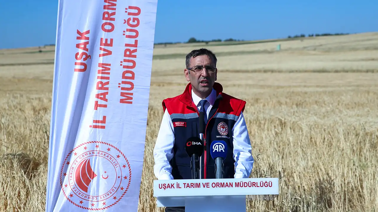 Susuzören Yerli Tohum Hasat3