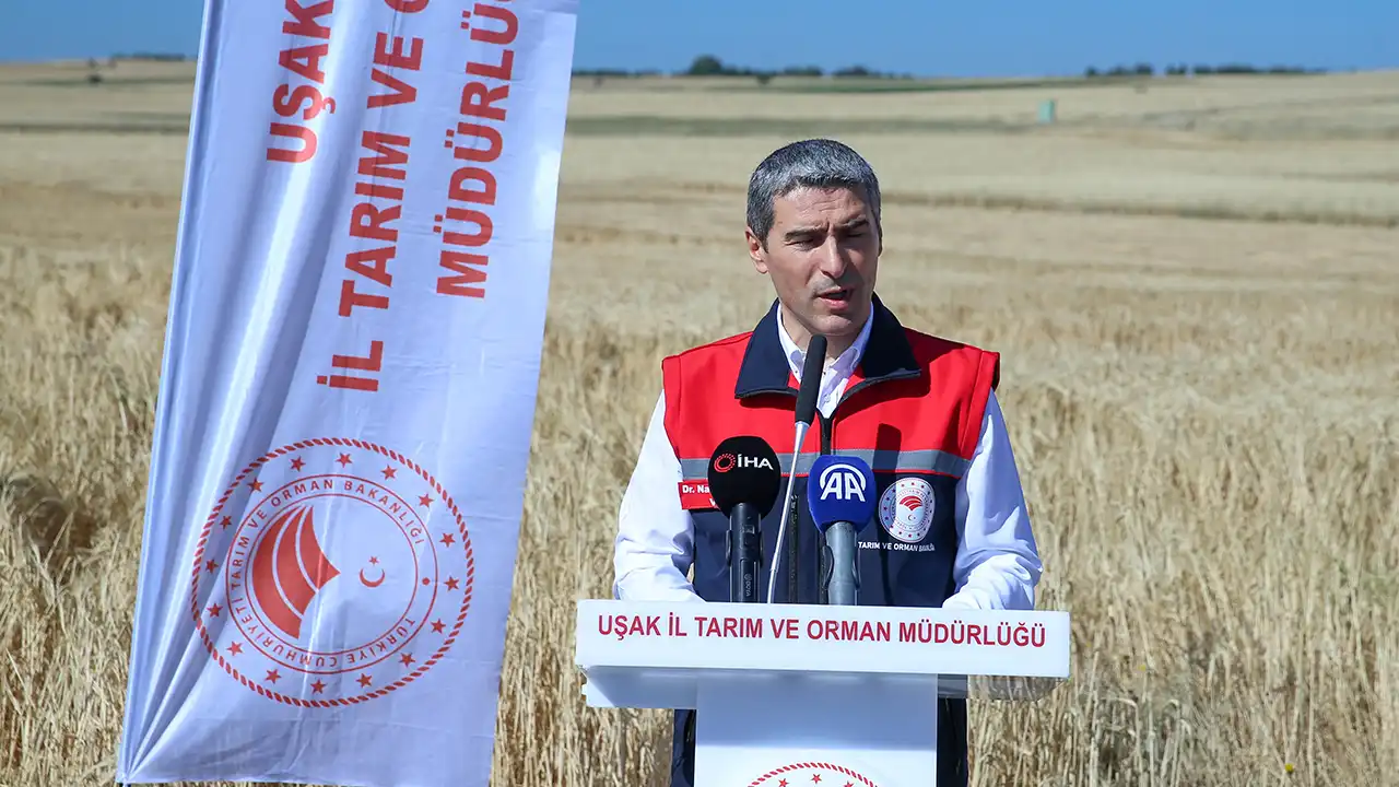 Susuzören Yerli Tohum Hasat4