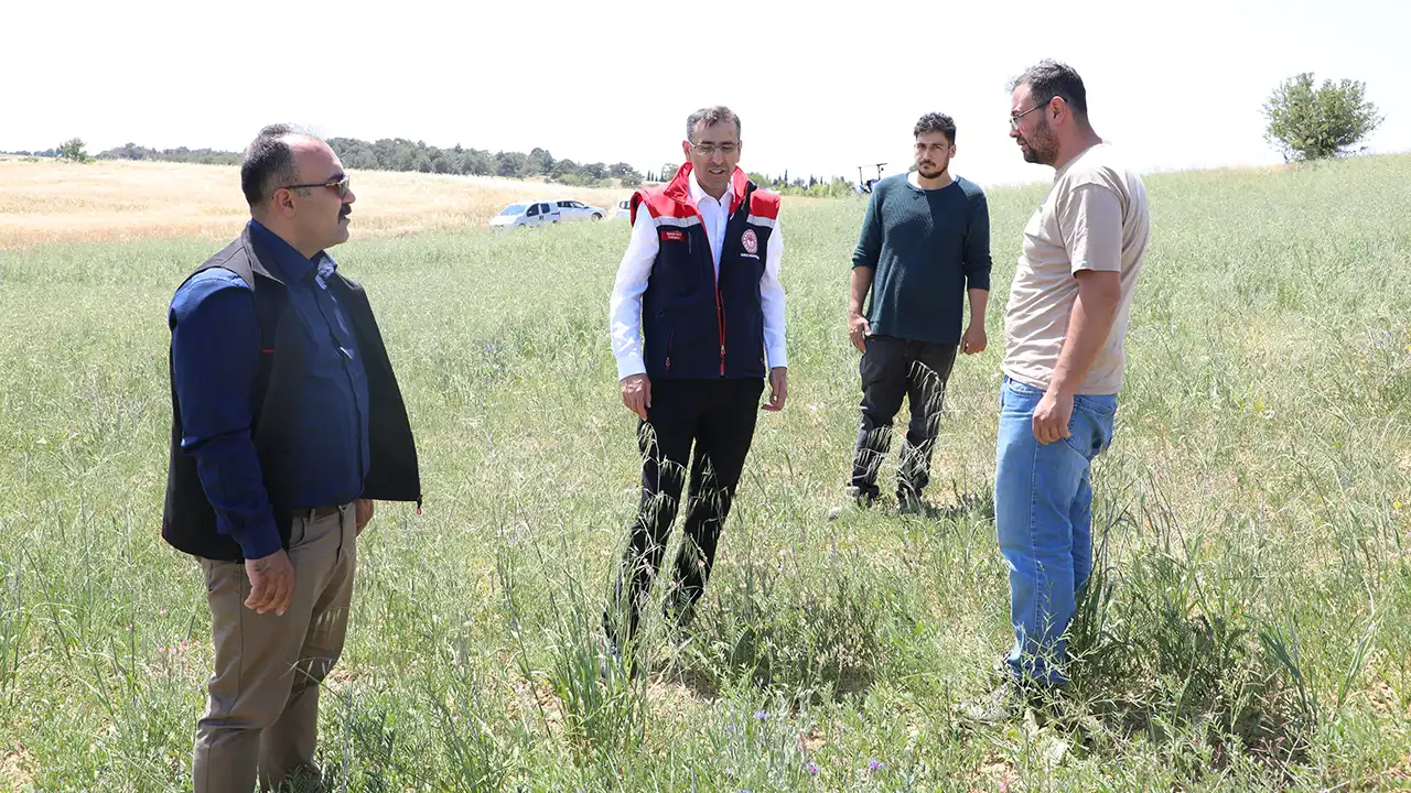 Uşak Karlık Korunga Tohum3