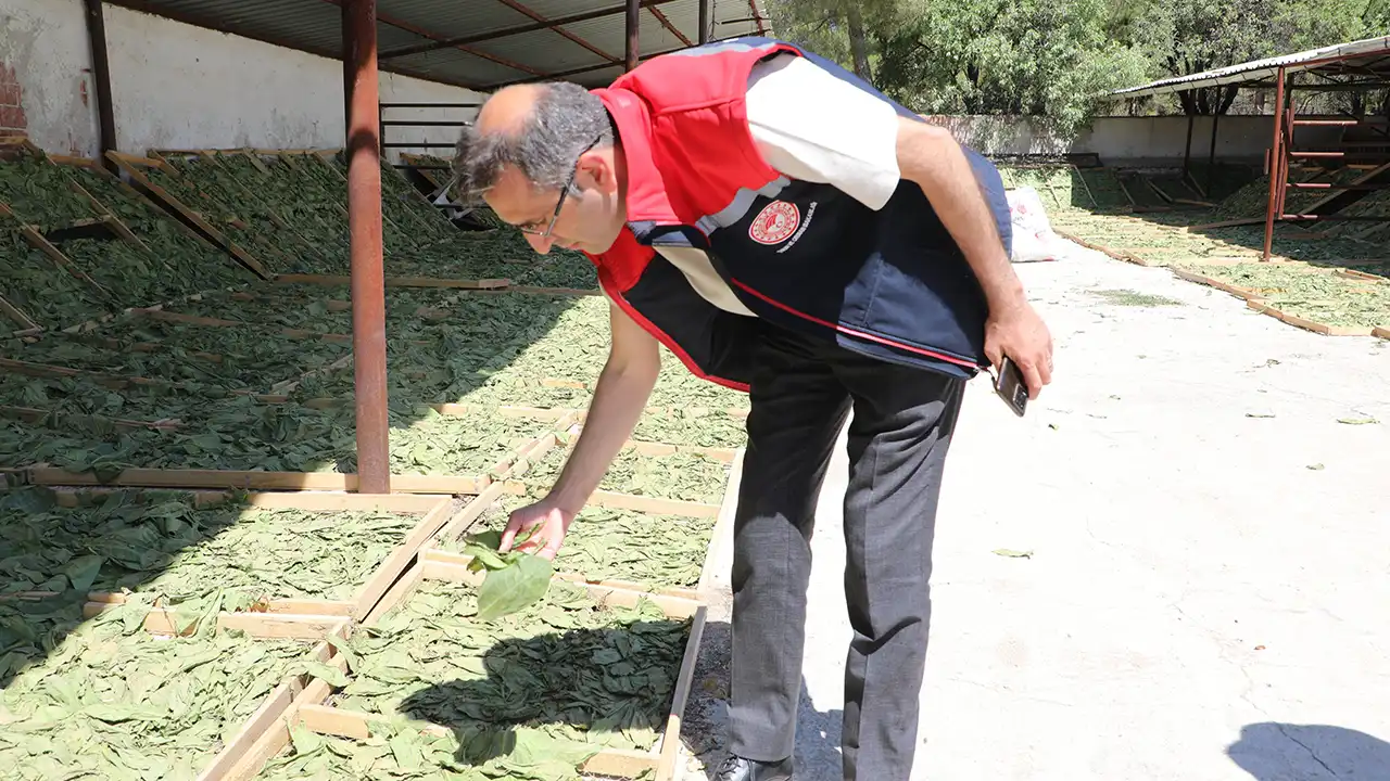 Uşak Çörek Otu Tarım1