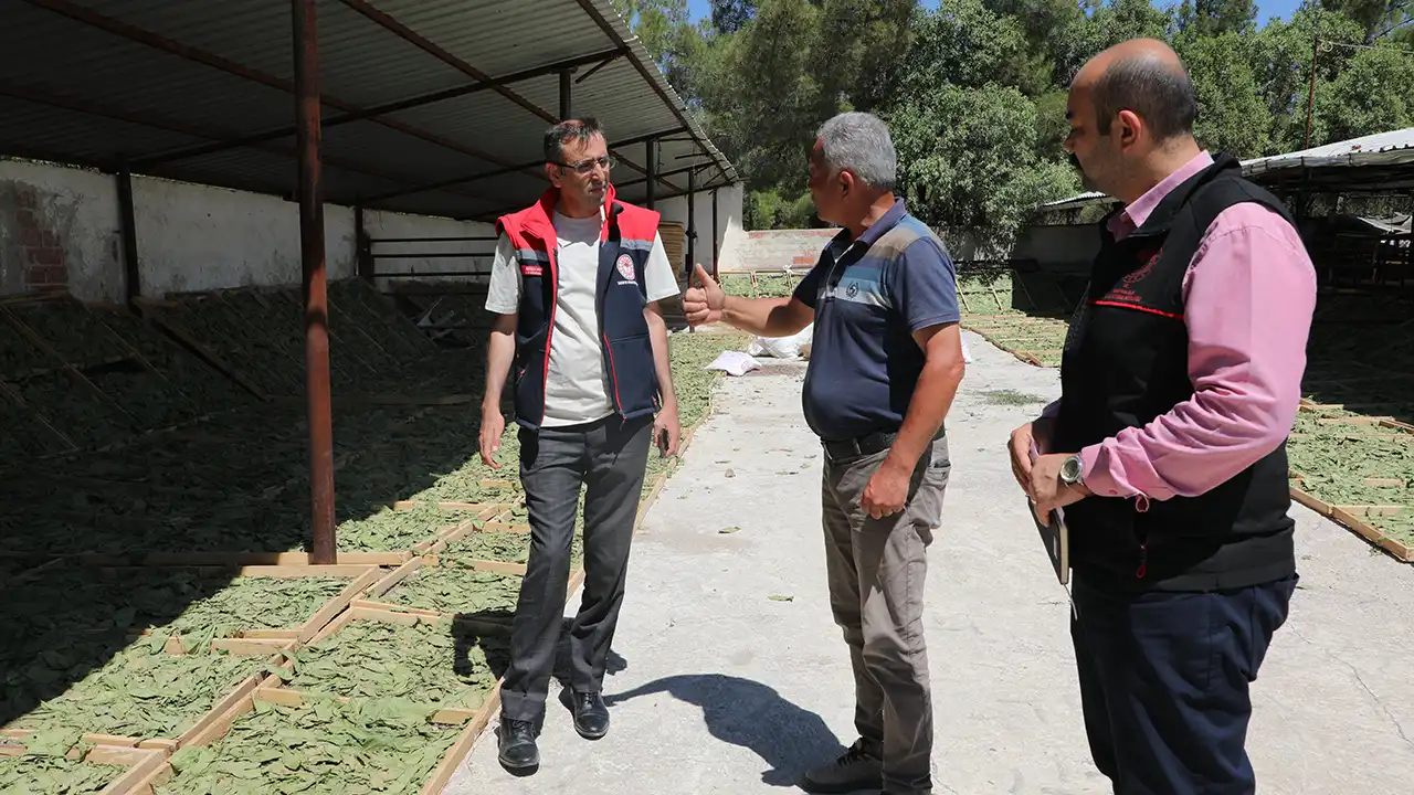 Uşak Çörek Otu Tarım3