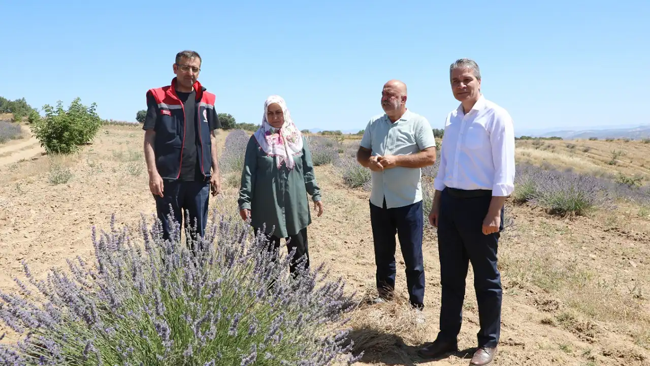 Uşak Eşme Tıbbi Aromatik Bitki Üretim1