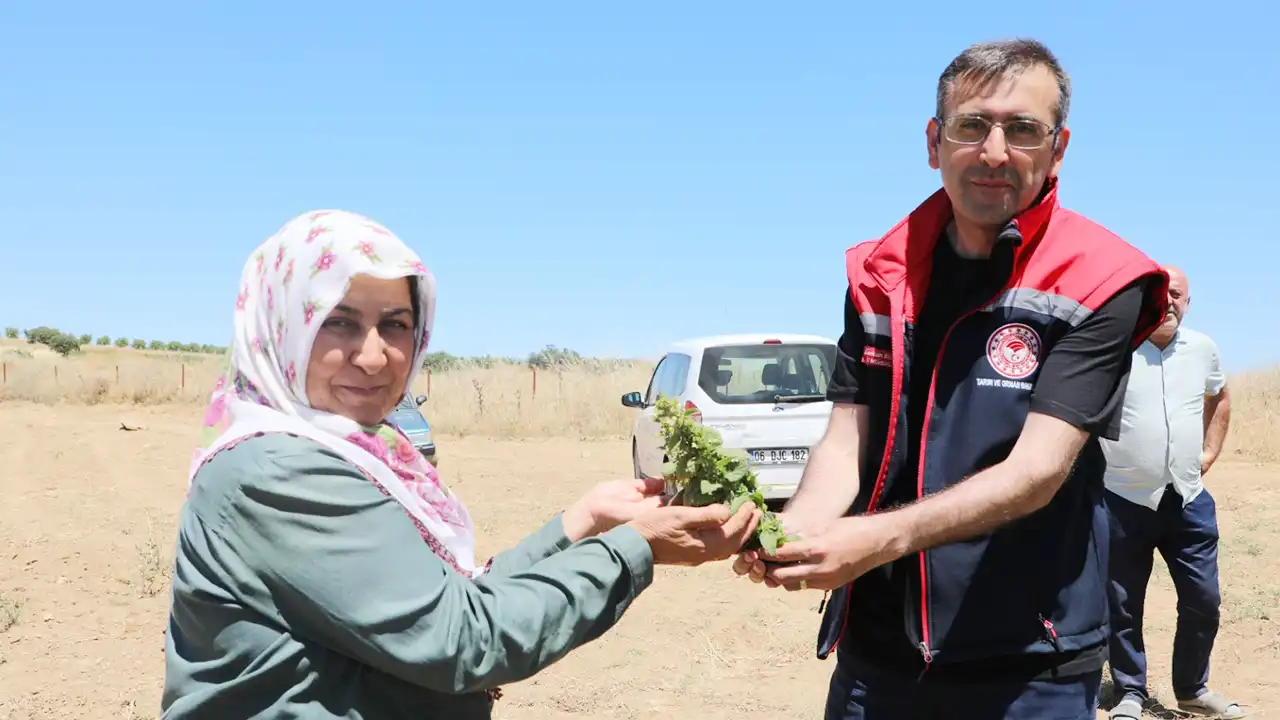 Uşak Eşme Tıbbi Aromatik Bitki Üretim2