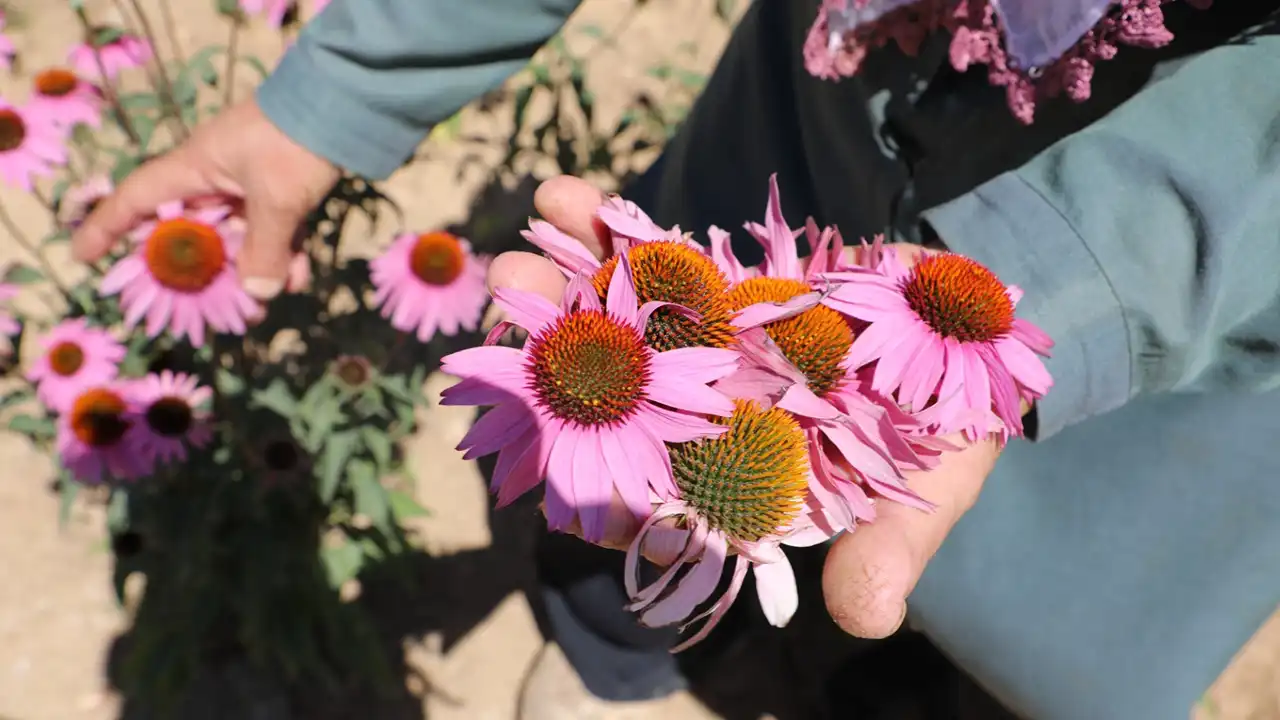 Uşak Eşme Tıbbi Aromatik Bitki Üretim3