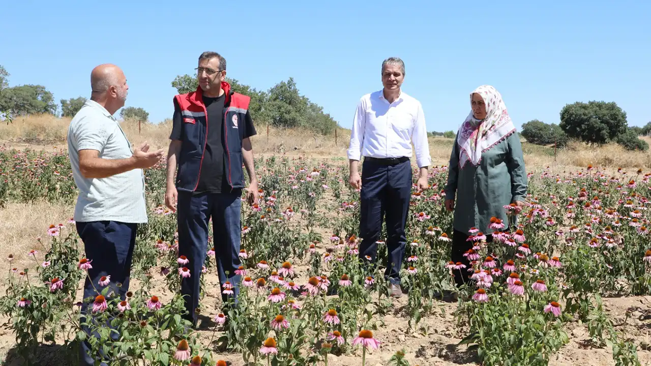 Uşak Eşme Tıbbi Aromatik Bitki Üretim4