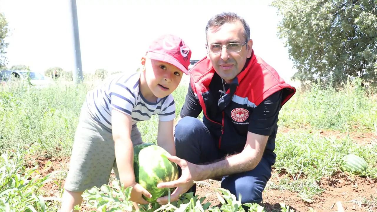 Uşak Sivaslı Karpuz Tarlası2