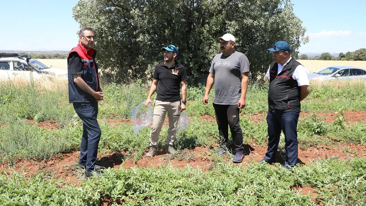 Uşak Sivaslı Karpuz Tarlası4