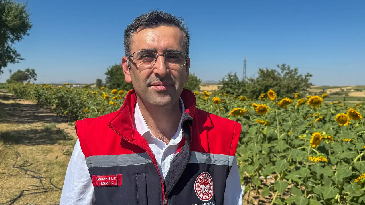 Uşak Ayçiçeği Ekim1