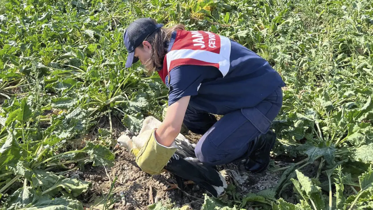 Uşak’ta Yaralı Bulunan Leylek Tedaviye Alındı 2