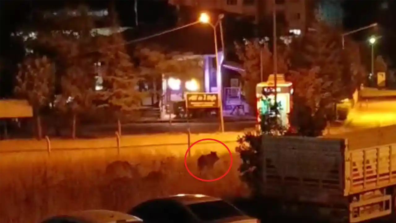 Yaban Domuzu Uşak1