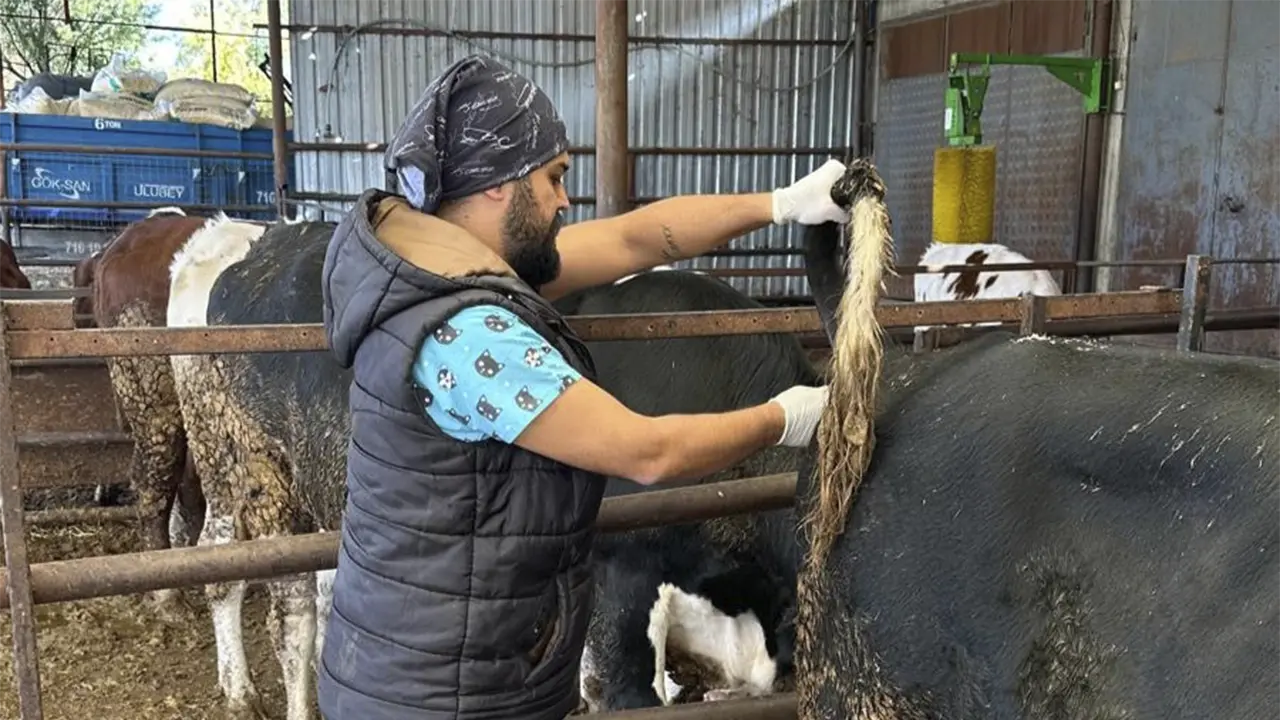 Uşak Brusella Tarama Ulubey 1