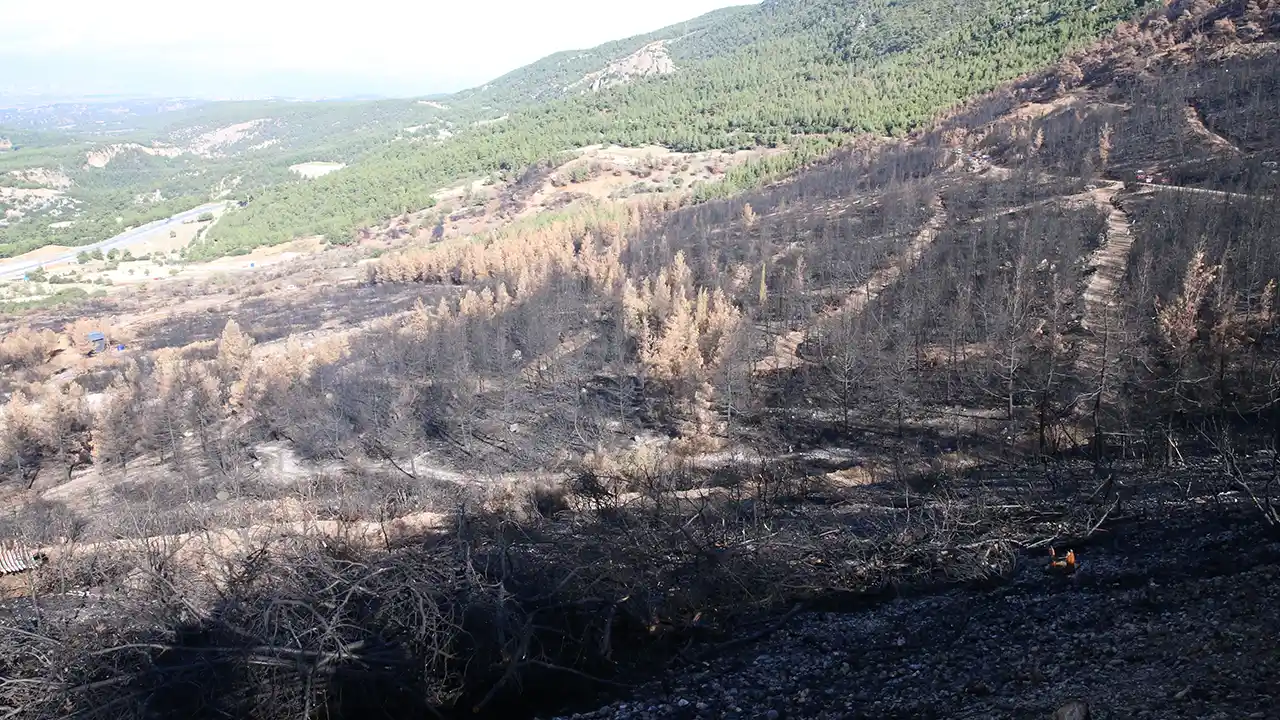 Uşak Orman Fidan Dikim2