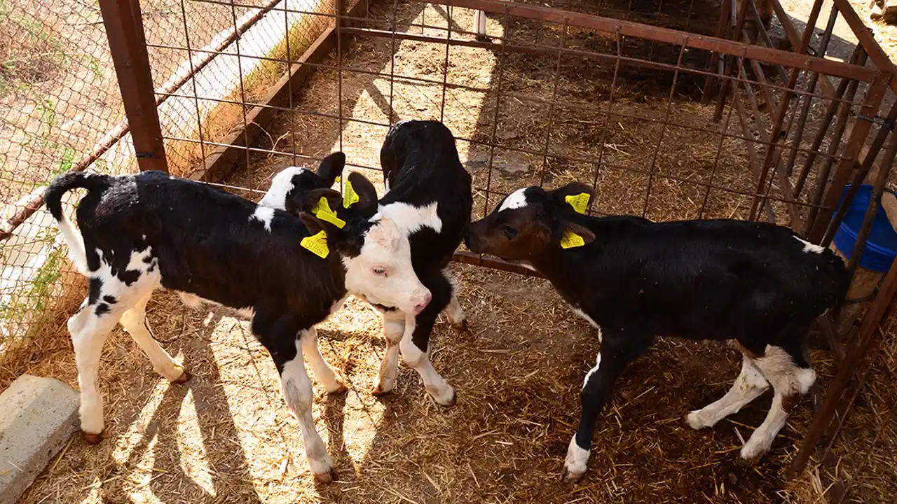 Buzağı Uşak Destek