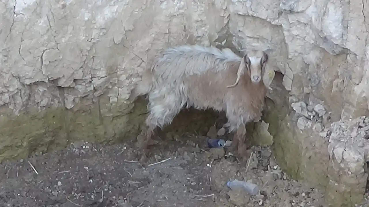 Keçi Uşak Kurtarma2