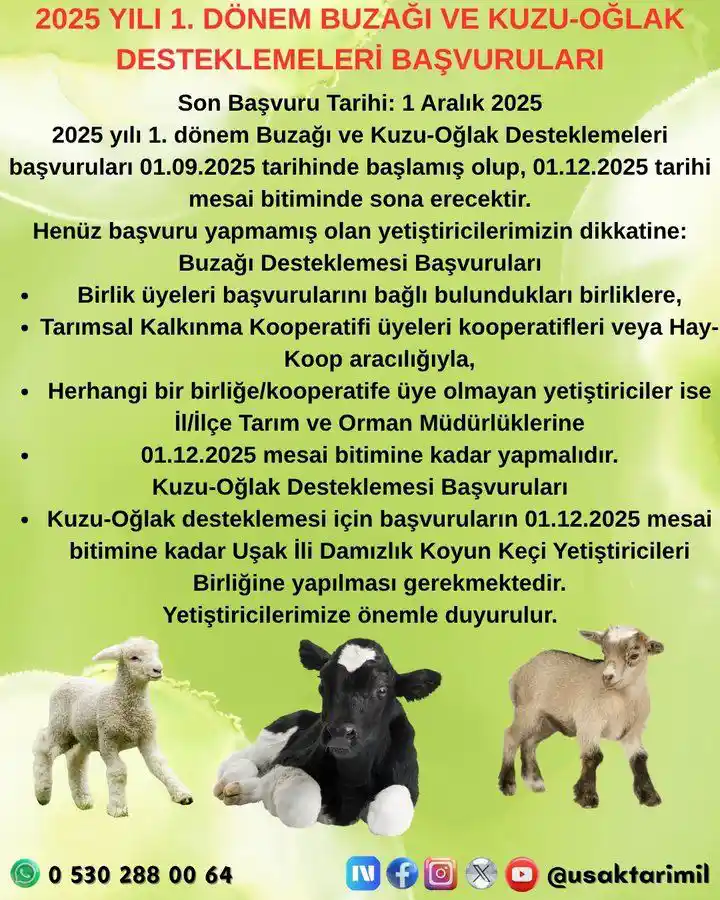 Kuzu Oğlak Başvuru