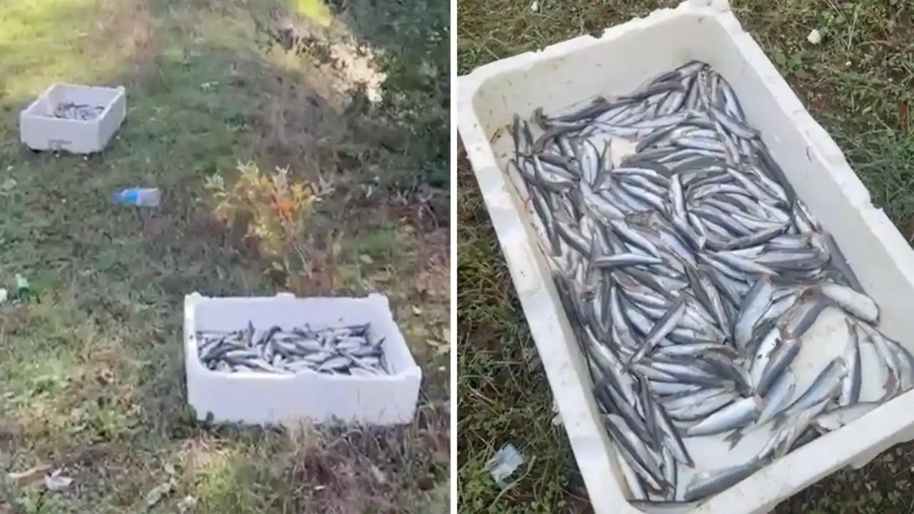 Uşak Balık Yola Atılma1