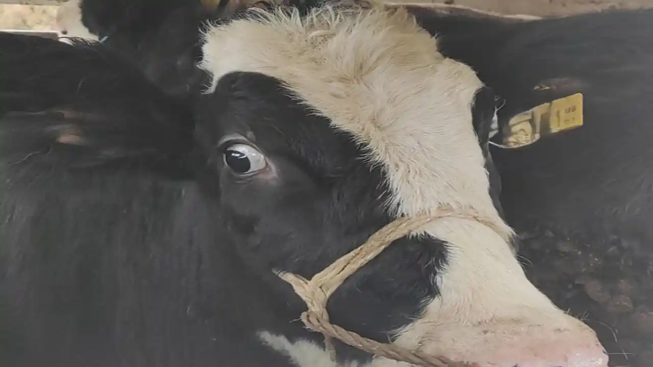 Uşak Hayvan Nakil Uygunsuz2